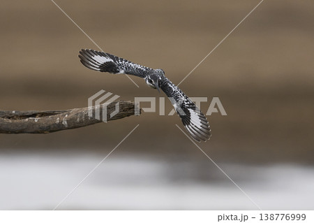Pied Kingfisher hunting Pied Kingfisher hunting 138776999