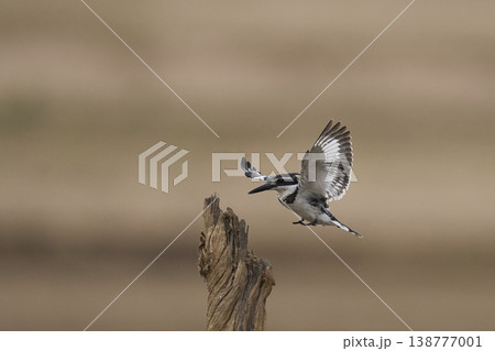 Pied Kingfisher hunting Pied Kingfisher hunting 138777001