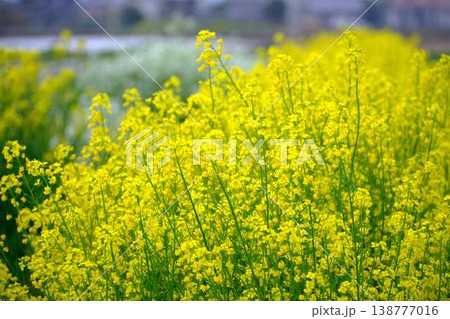 春の訪れ 菜の花 畑 春の訪れ 菜の花 畑 138777016