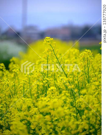 春の訪れ 菜の花 畑 春の訪れ 菜の花 畑 138777020