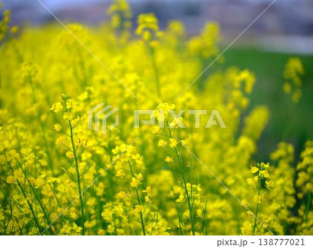 春の訪れ　菜の花　畑 138777021