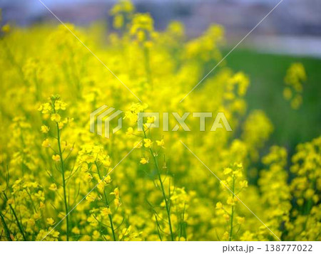 春の訪れ 菜の花 畑 春の訪れ 菜の花 畑 138777022
