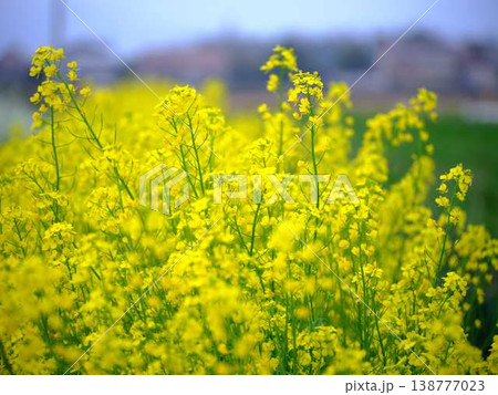 春の訪れ　菜の花　畑 138777023