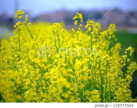 春の訪れ 菜の花 畑 春の訪れ 菜の花 畑 138777024