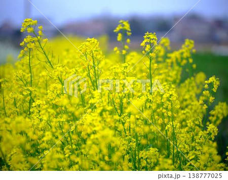 春の訪れ 菜の花 畑 春の訪れ 菜の花 畑 138777025