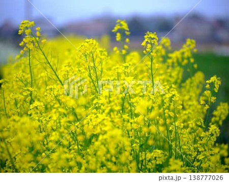 春の訪れ　菜の花　畑 138777026