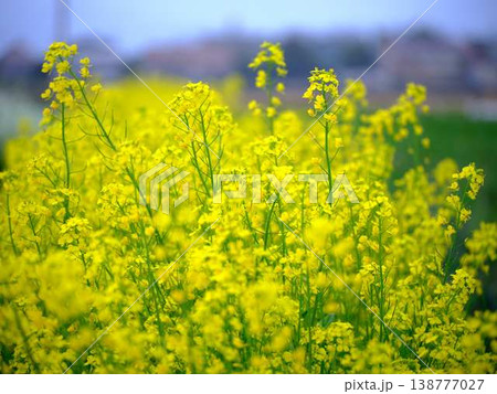 春の訪れ　菜の花　畑 138777027