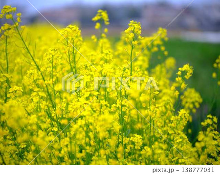 春の訪れ　菜の花　畑 138777031