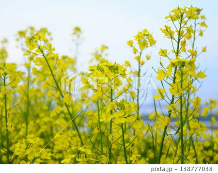 春の訪れ 菜の花 畑 春の訪れ 菜の花 畑 138777038