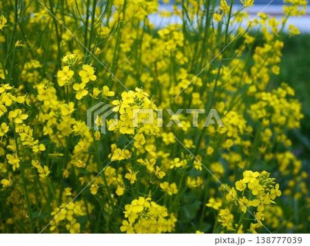 春の訪れ　菜の花　畑 138777039
