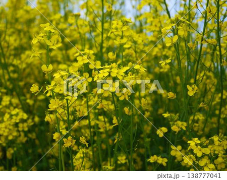 春の訪れ 菜の花 畑 春の訪れ 菜の花 畑 138777041