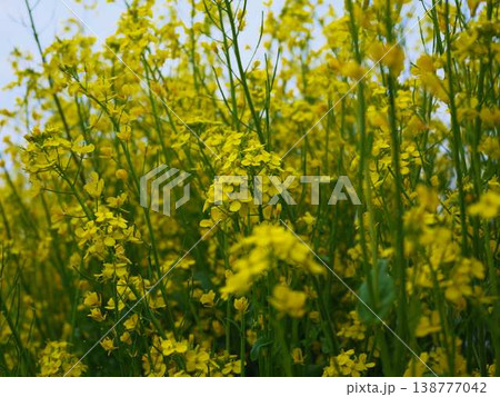 春の訪れ 菜の花 畑 春の訪れ 菜の花 畑 138777042