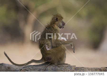 Adult and baby Yellow Baboon Adult and baby Yellow Baboon 138777045