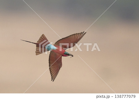 Southern Carmine Bee-eater in flight 138777079