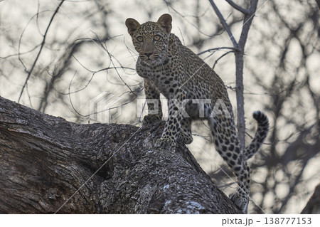 Leopard cub in a tree 138777153