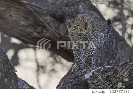 Leopard cub in a tree 138777155