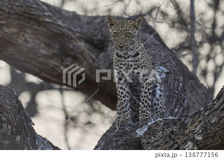 Leopard cub in a tree 138777156