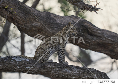 Leopard cub in a tree Leopard cub in a tree 138777158
