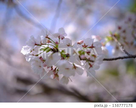 高知市の桜 高知市の桜 138777178