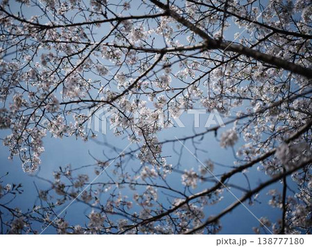 高知市の桜 138777180
