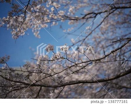 高知市の桜 138777181
