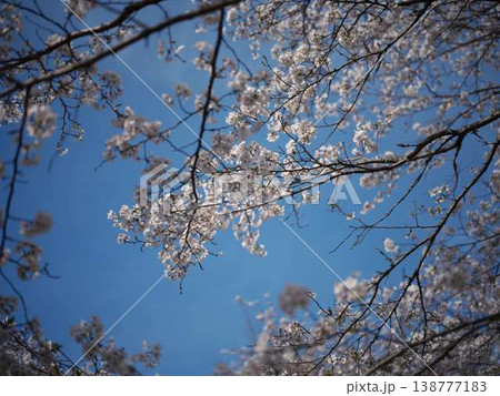高知市の桜 138777183
