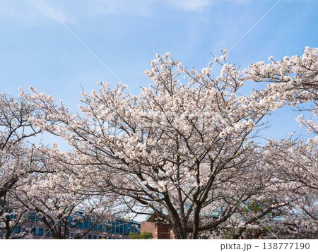 高知市の桜 138777190