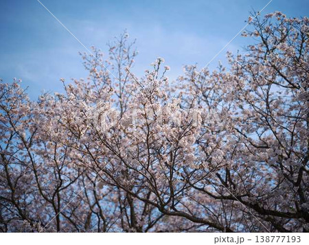 高知市の桜 138777193