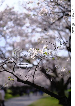 高知市の桜 高知市の桜 138777195
