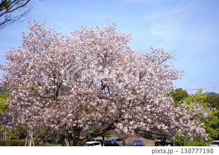 高知市の桜 高知市の桜 138777198