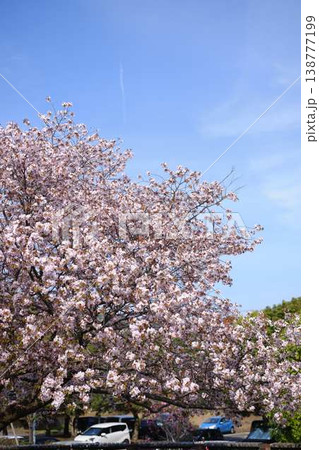 高知市の桜 138777199
