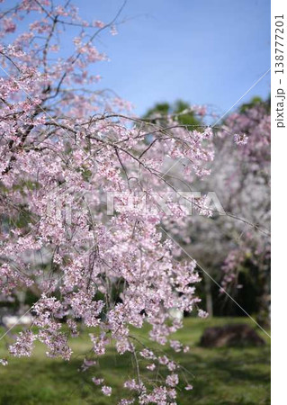 高知市の桜 138777201