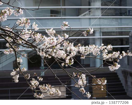 高知市の桜 138777206