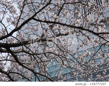 高知市の桜 138777207