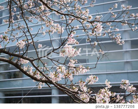 高知市の桜 138777208
