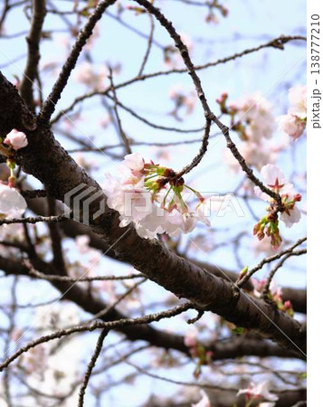 高知市の桜 高知市の桜 138777210
