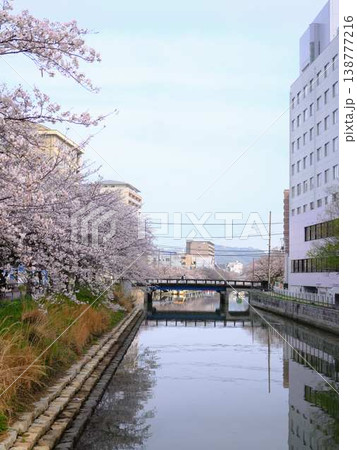 高知市の桜 高知市の桜 138777216
