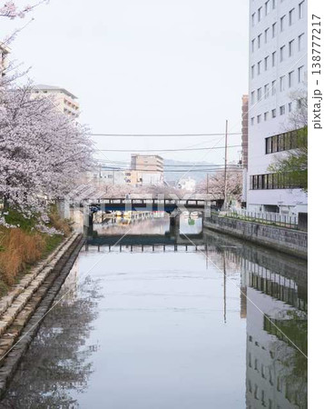 高知市の桜 138777217