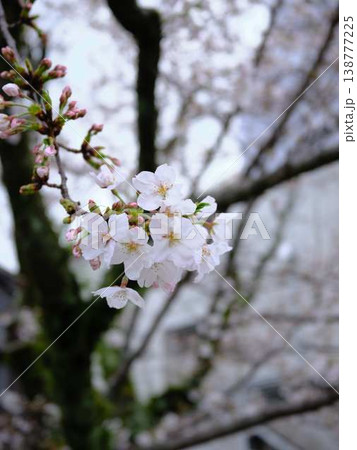 高知市の桜 138777225