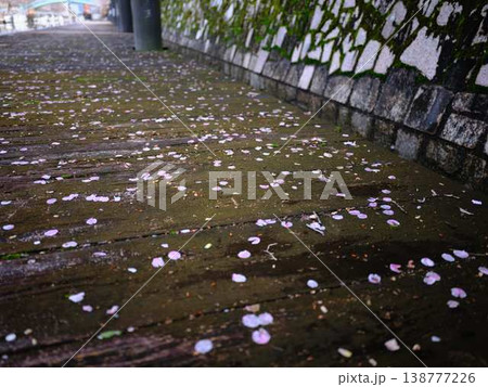 高知市の桜 高知市の桜 138777226