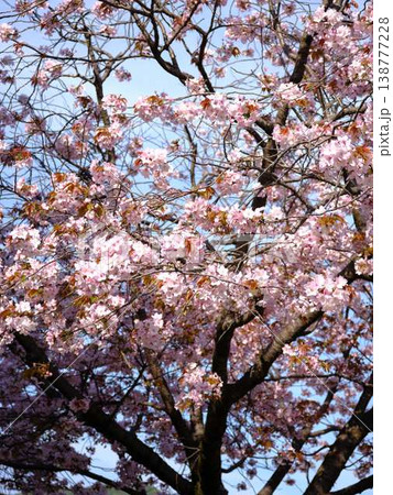 高知市の桜 138777228