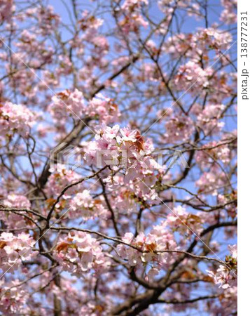高知市の桜 138777231