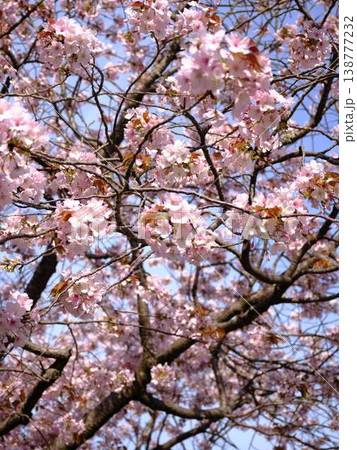 高知市の桜 138777232