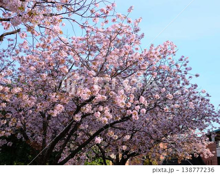 高知市の桜 138777236
