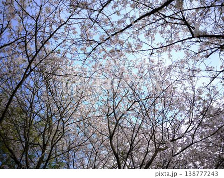 高知市の桜 高知市の桜 138777243