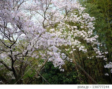高知市の桜 138777244