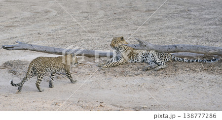 Female Leopard and cub Female Leopard and cub 138777286