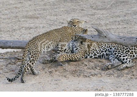 Female Leopard and cub 138777288