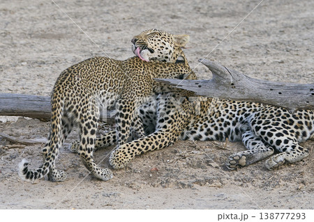 Female Leopard and cub Female Leopard and cub 138777293