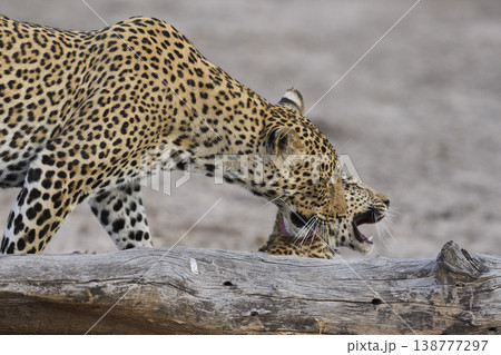 Female Leopard and cub Female Leopard and cub 138777297